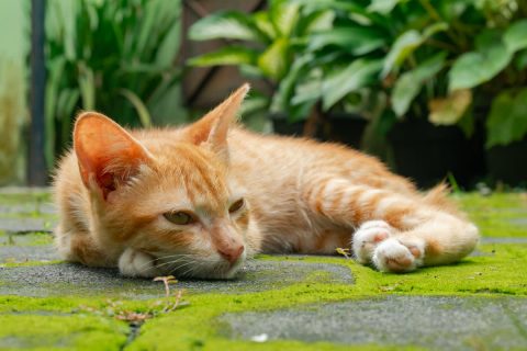 邻居搬走留下橘猫，每天在车站等候小主人，结局暖心反转