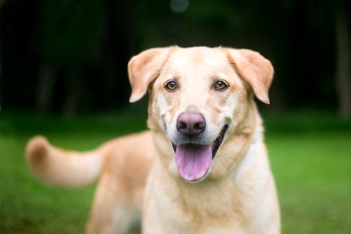 狗狗与猫咪也能成为最佳朋友，拉布拉多混血犬露西与猫咪兄弟的温馨互动